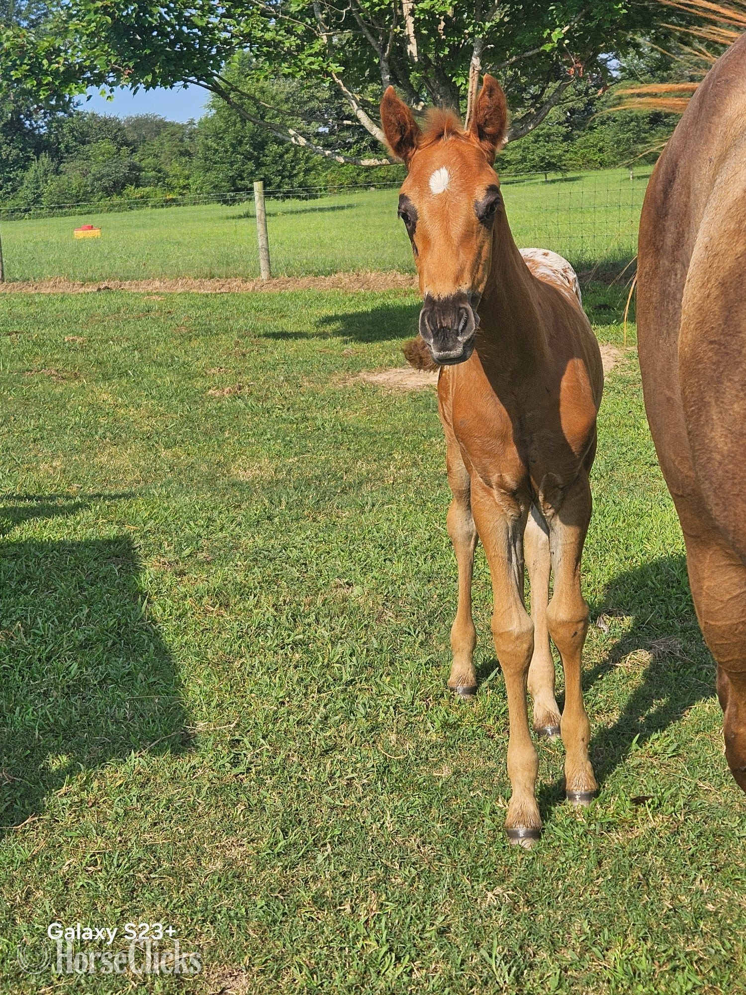 "Ginger" Chestnut Filly Appaloosa