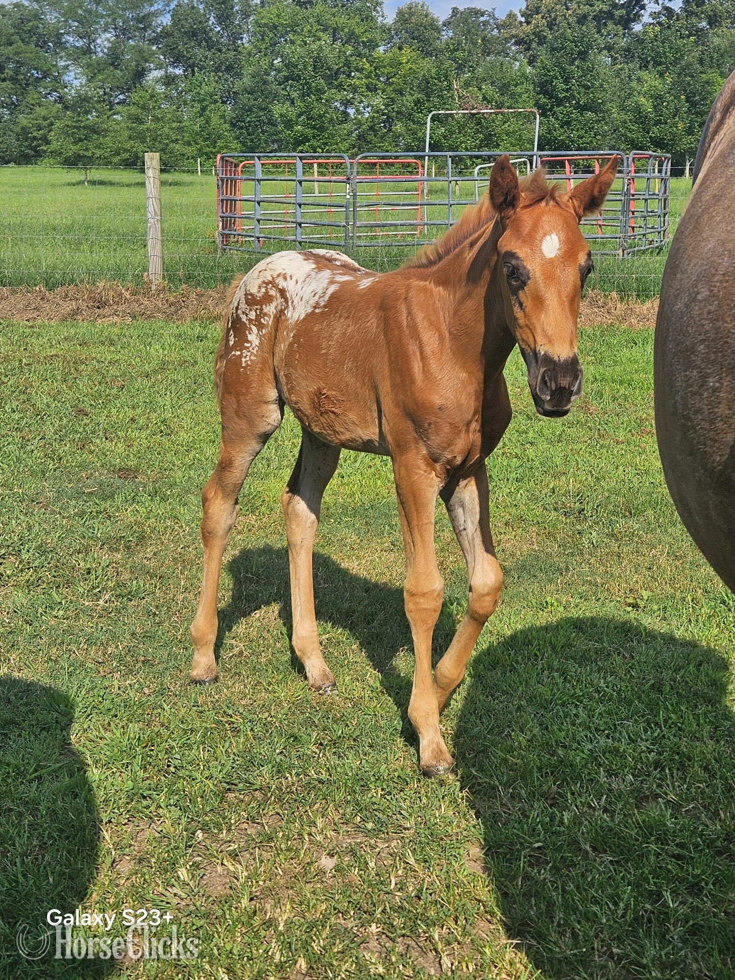Tennessee "Ginger" Chestnut Filly Appaloosa