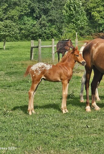 "Ginger" Chestnut Filly Appaloosa