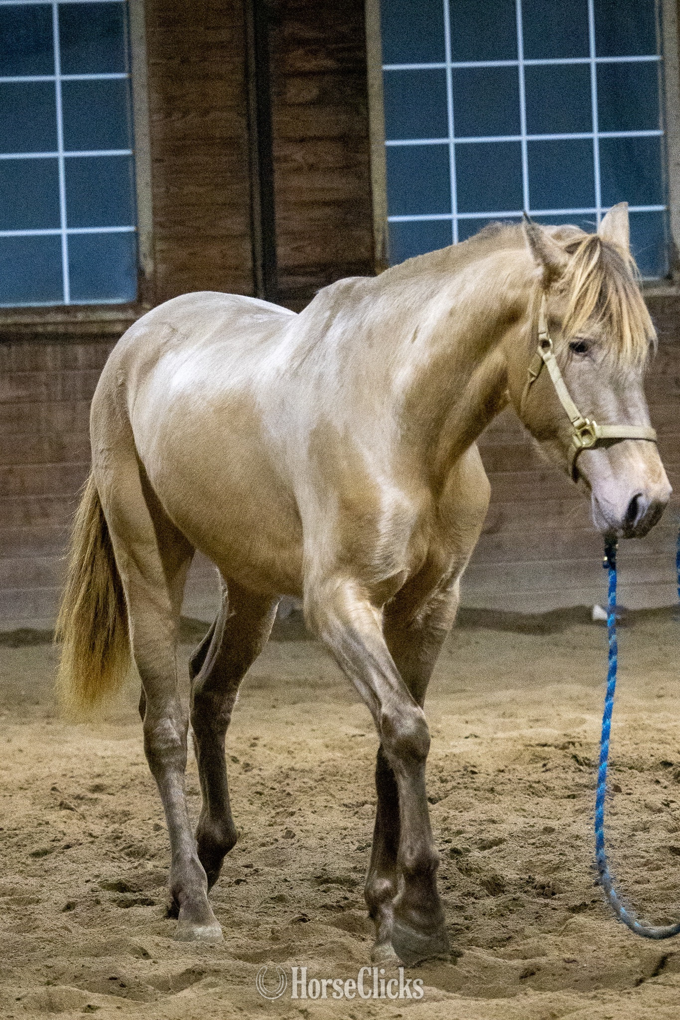 "Amada JLT" Champagne Mare Andalusian - Andalusian