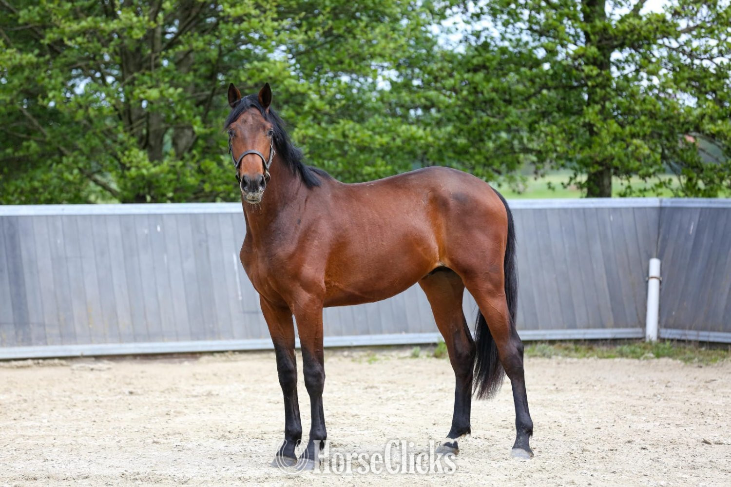 "Tiago" Bay Stallion Dutch Warmblood in New York