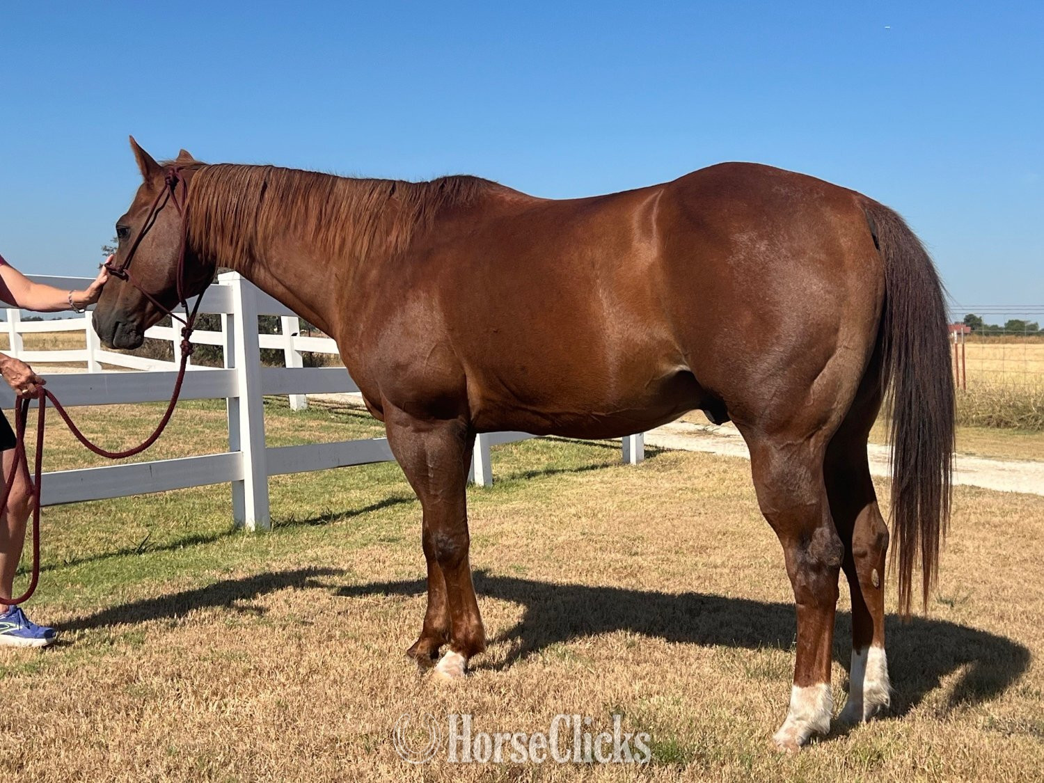 "Shorty" Sorrel Gelding Quarter Horse in Texas