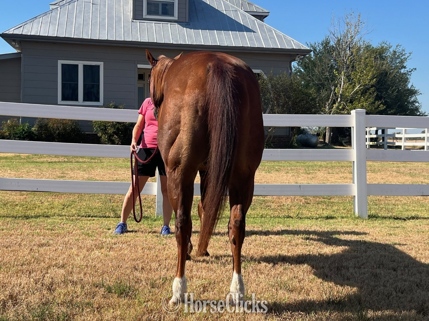 "Shorty" Sorrel Gelding Quarter Horse