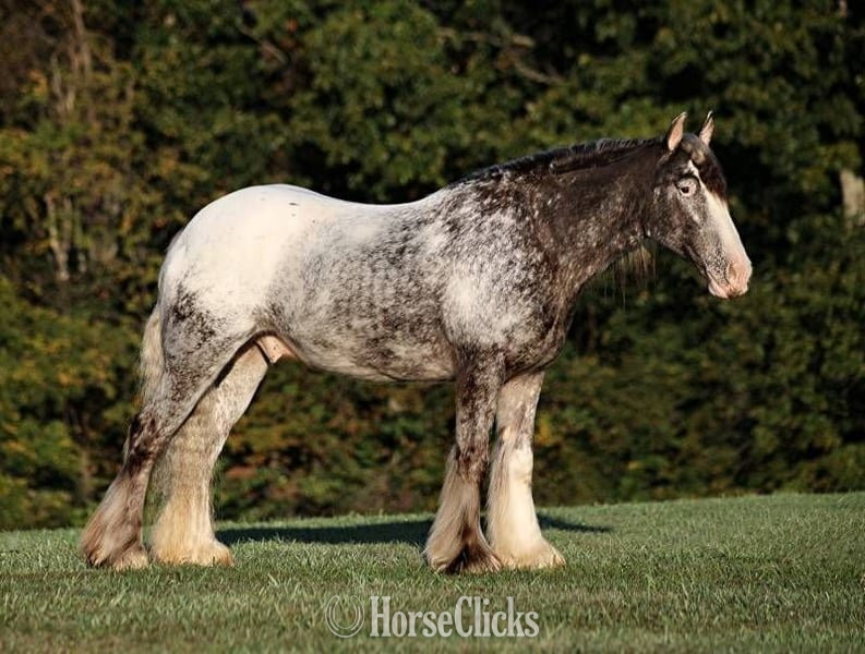 Red Roan 15hh Gelding for Lease in Texas