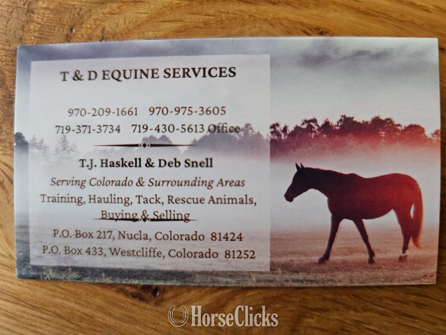 "Hooch" Blue Roan Gelding Mustang in Colorado