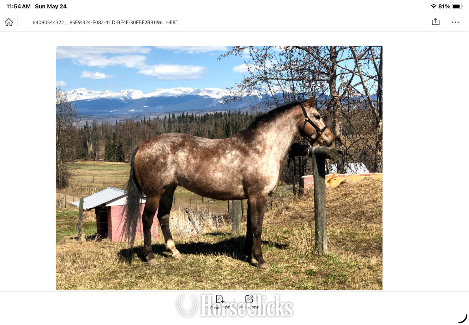 "Top" Red Roan Mare Appaloosa in British Columbia