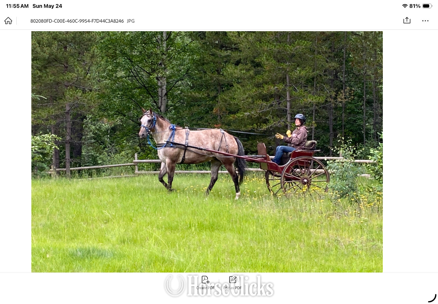 "Top" Red Roan Mare Appaloosa