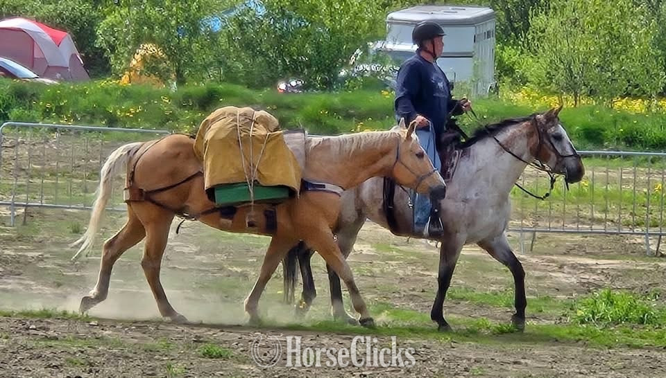 British Columbia "Top" Red Roan Mare Appaloosa