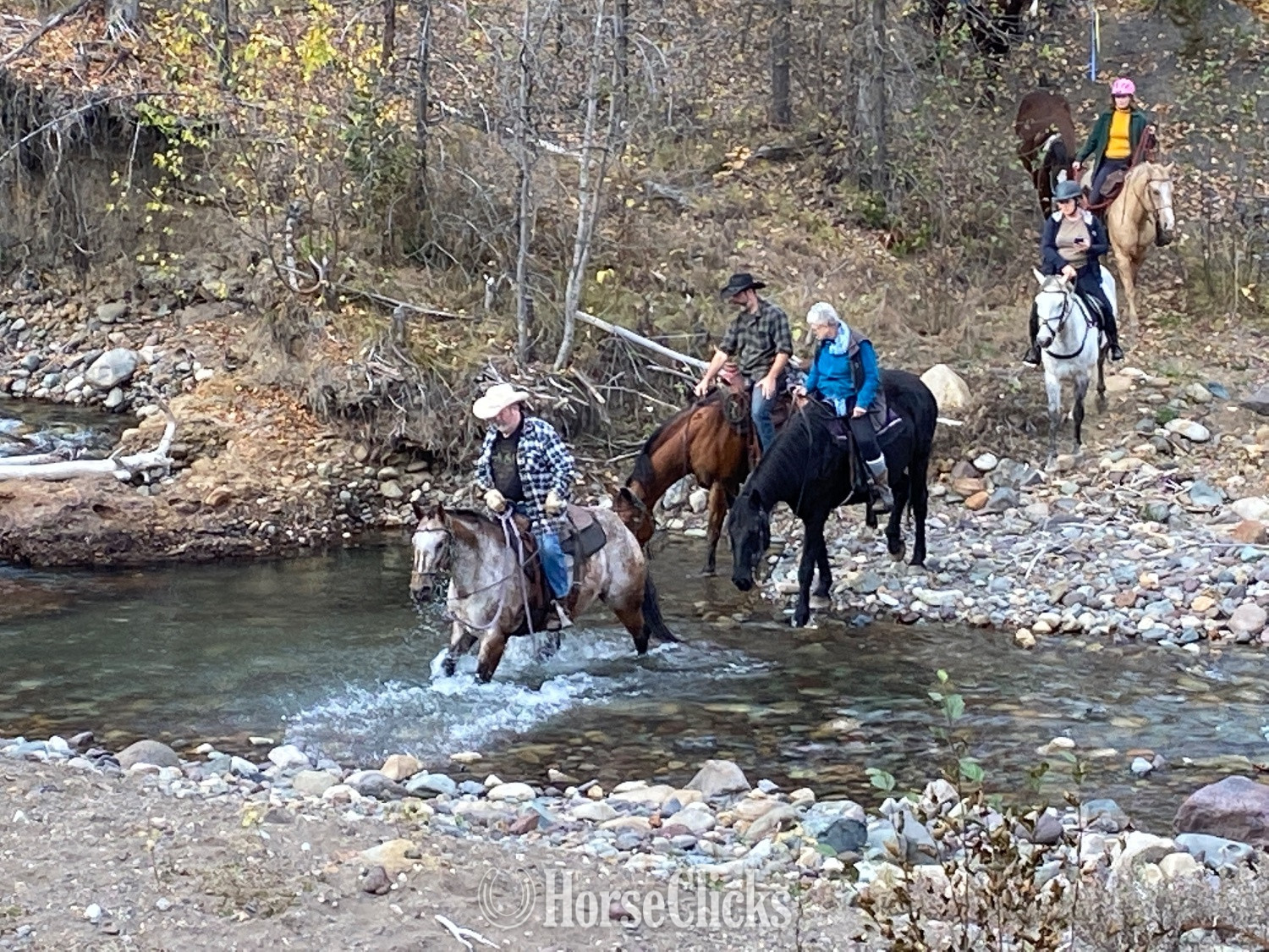 "Top" Red Roan Mare Appaloosa - Appaloosa in British Columbia