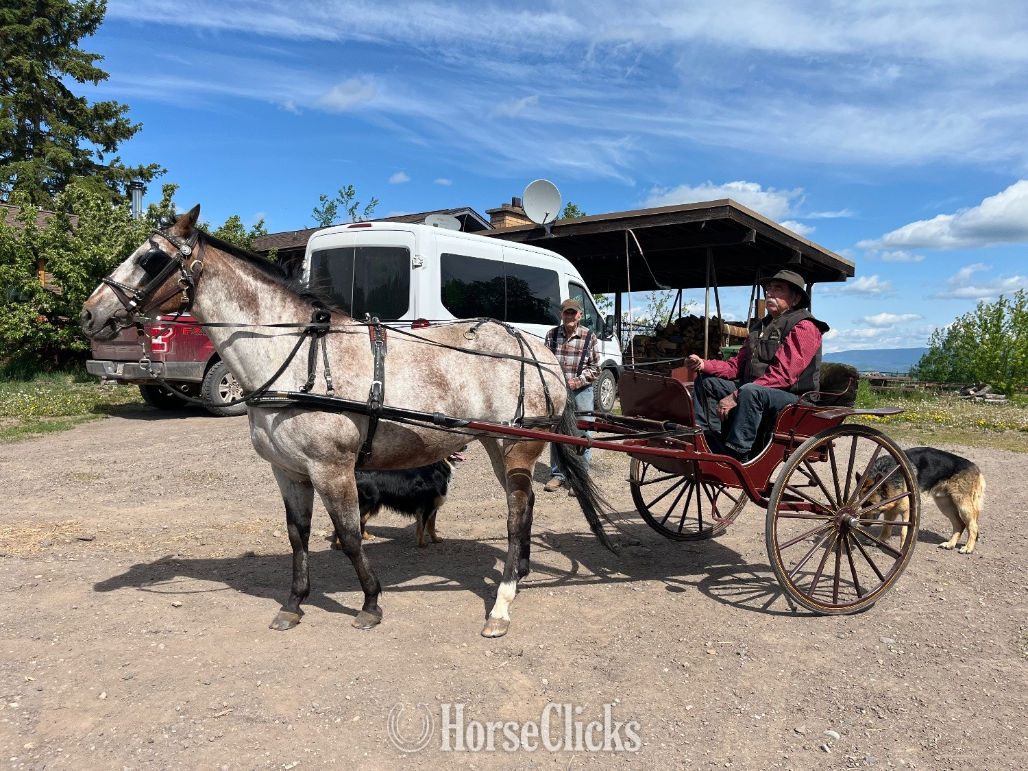 "Top" Red Roan Mare Appaloosa - Appaloosa