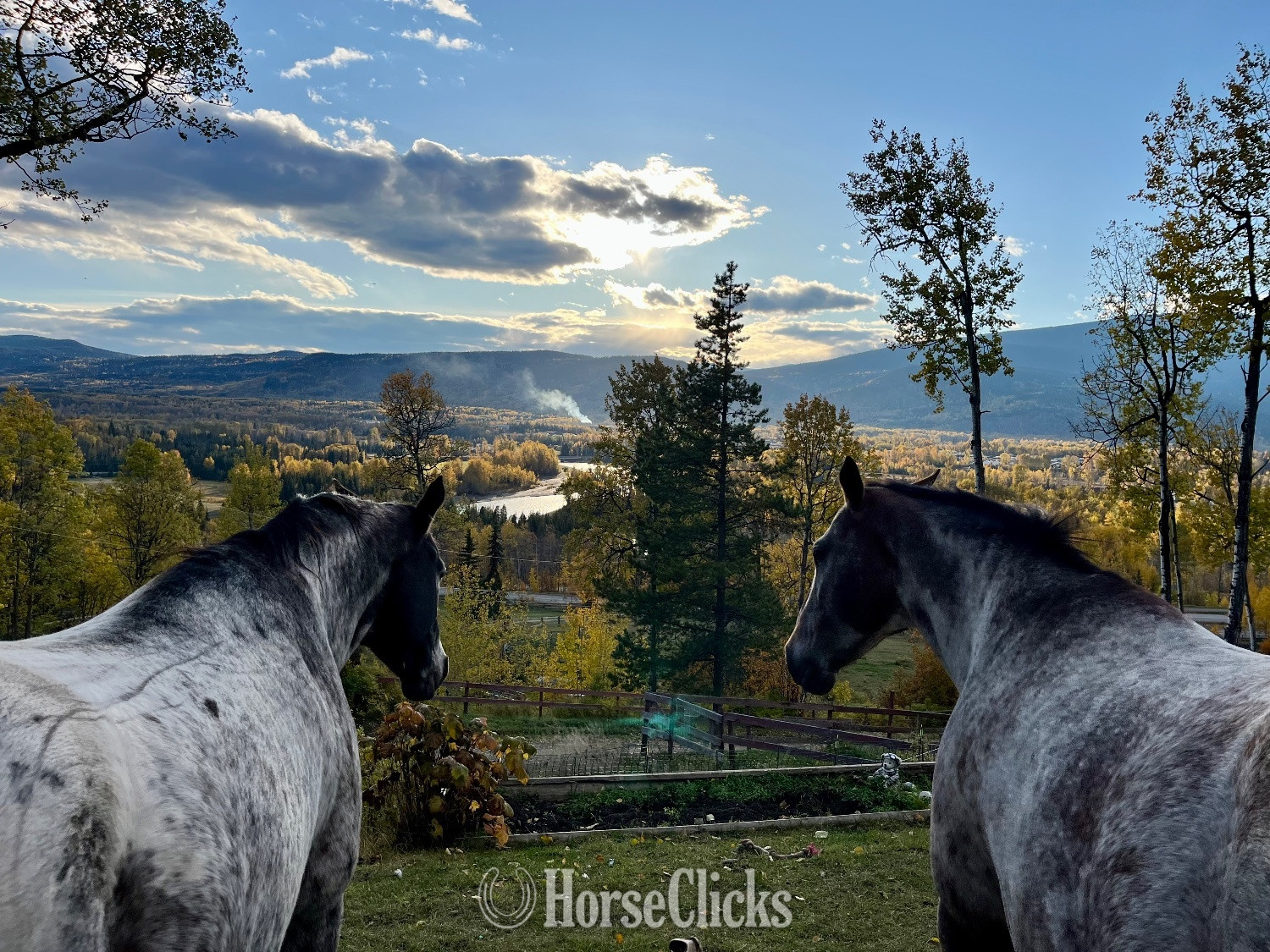 "Top" Red Roan Mare Appaloosa British Columbia