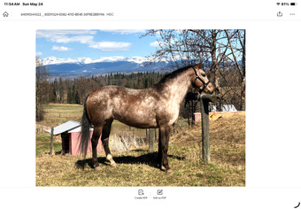 "Top" Red Roan Mare Appaloosa
