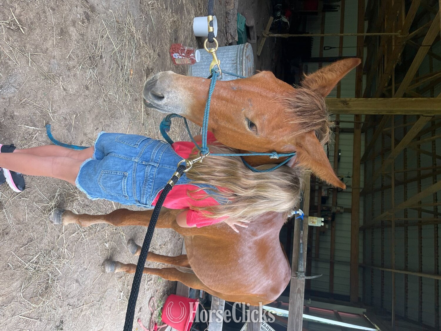 "Moses" Chestnut Gelding Mule