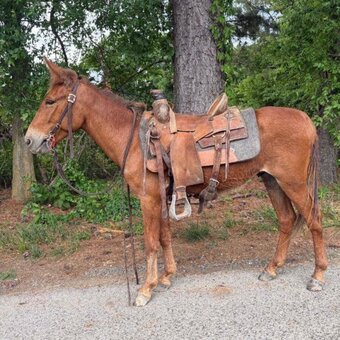"Moses" Chestnut Gelding Mule