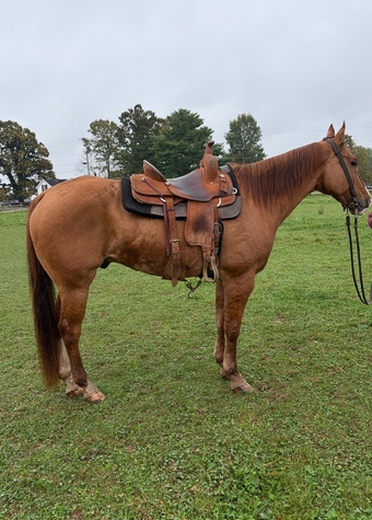 "Dunkin " Red Dun Gelding Quarter Horse