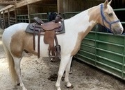 RANGER!! Super Broke Theraputic or Special Needs Horse!