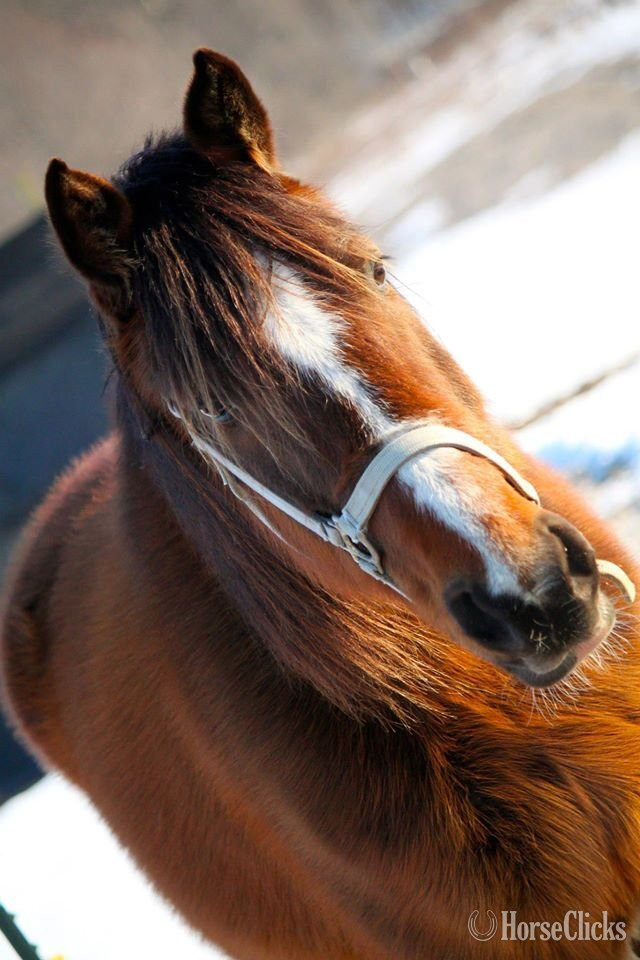 "Majestic Red Lady" Bay Mare Standardbred in New York