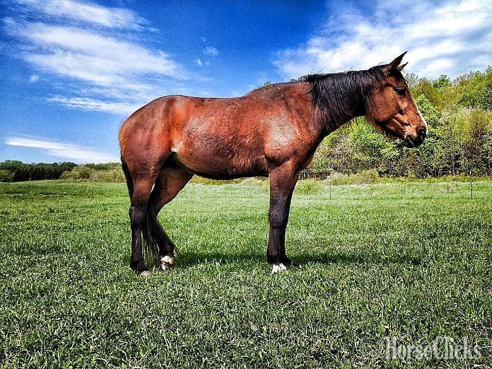 "Majestic Red Lady" Bay Mare Standardbred