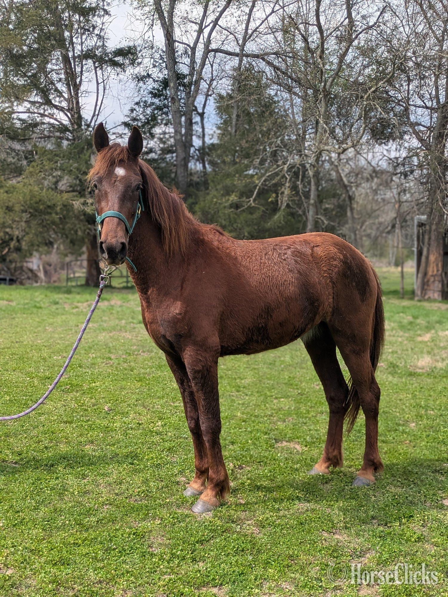 "Coyote " Chestnut Gelding Mustang