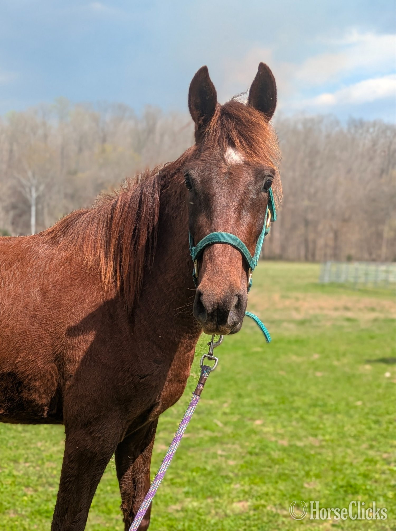 Tennessee "Coyote " Chestnut Gelding Mustang