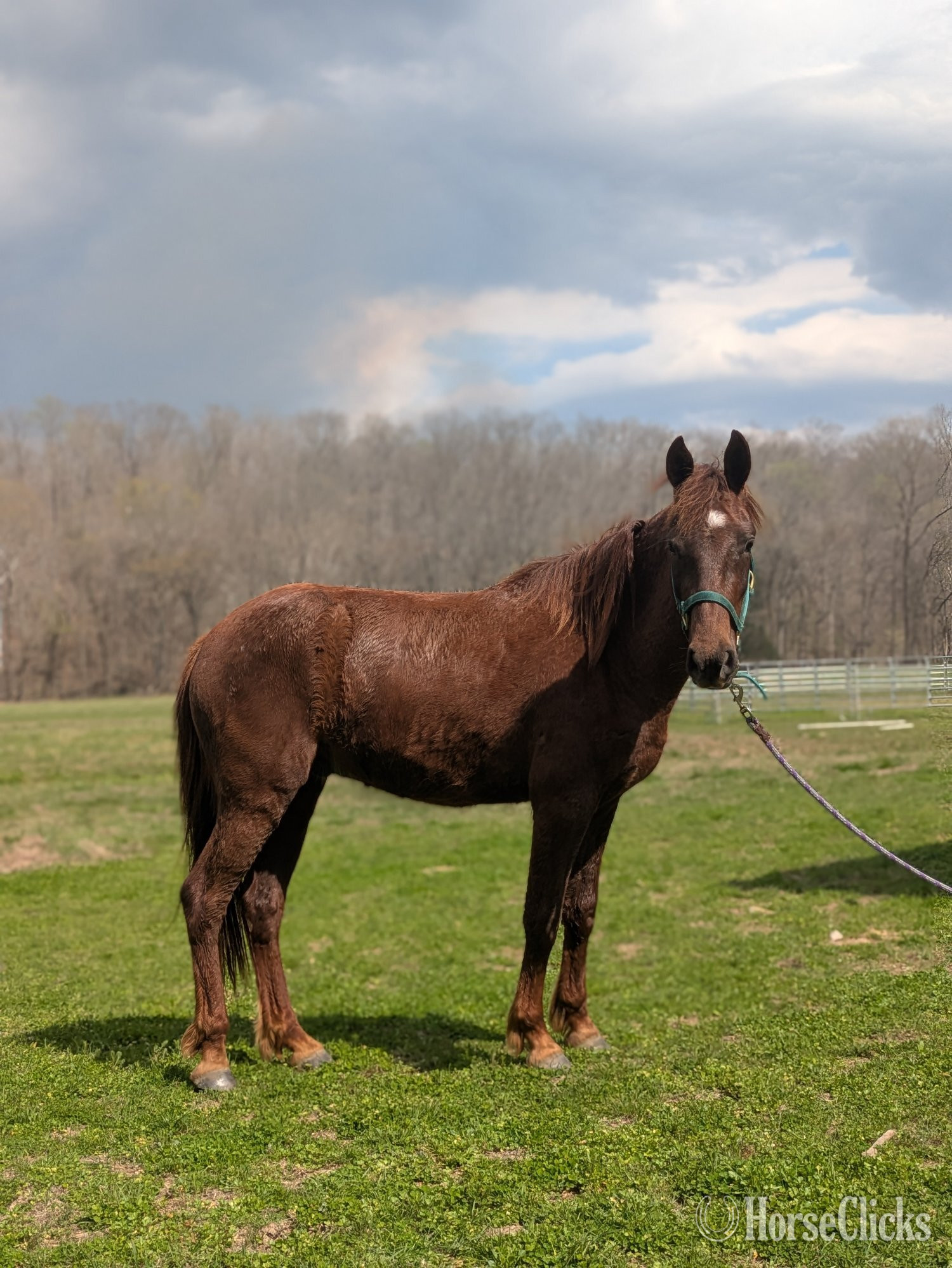 "Coyote " Chestnut Gelding Mustang - Mustang in Tennessee