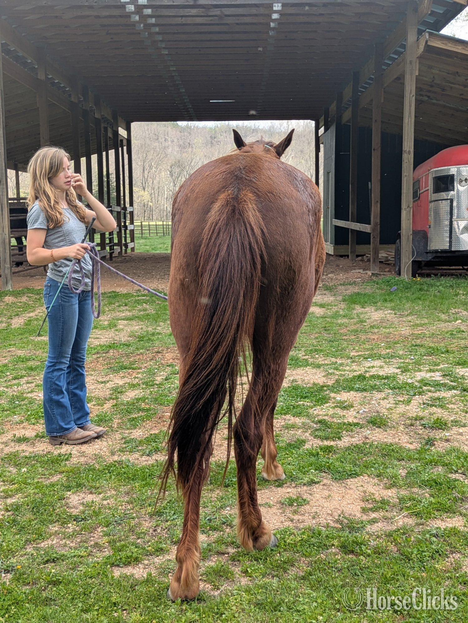 "Coyote " Chestnut Gelding Mustang - Mustang