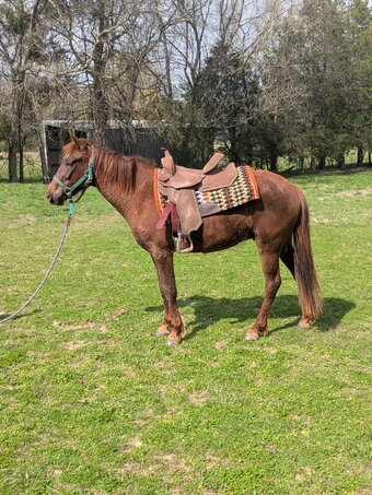 "Coyote " Chestnut Gelding Mustang