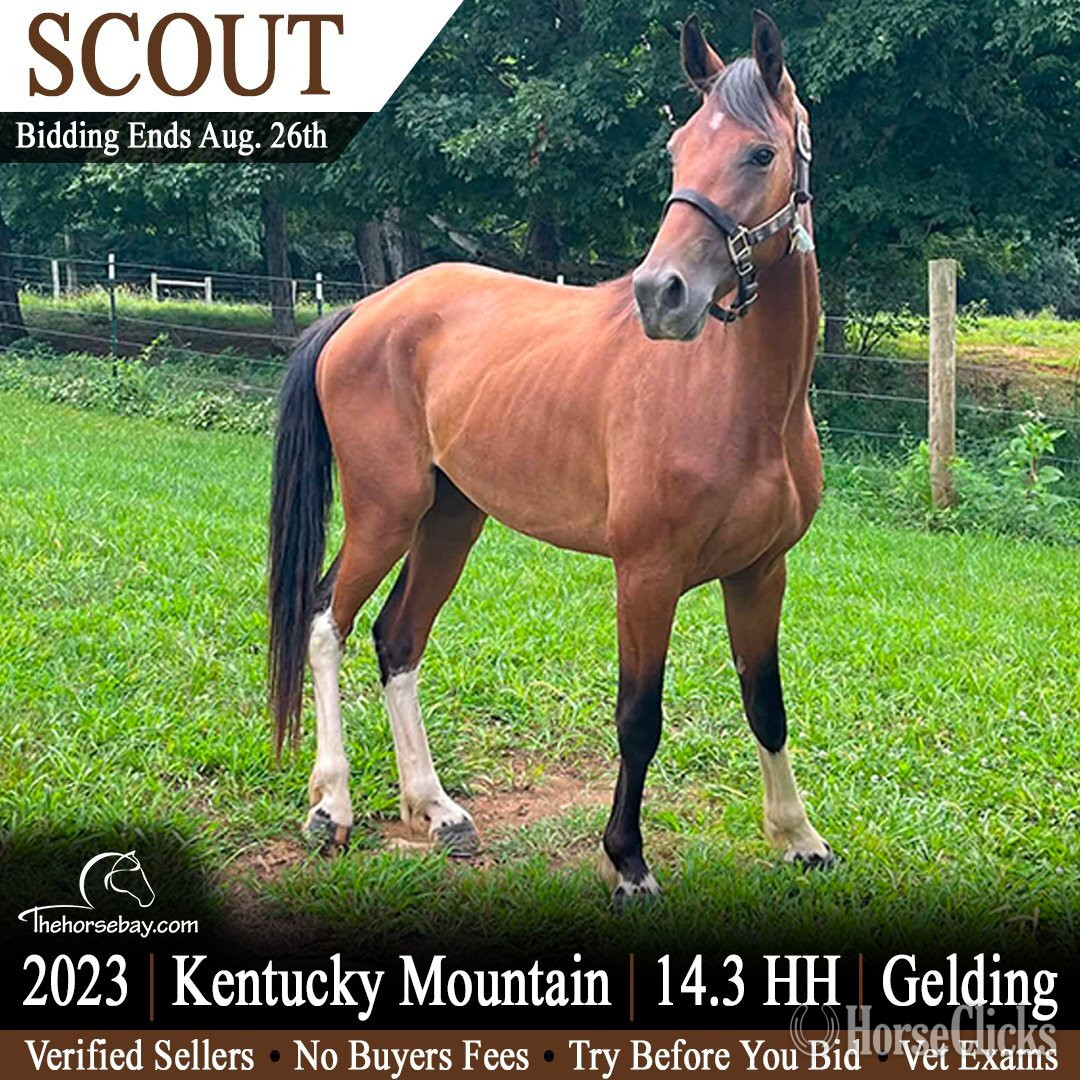 "Scout" Bay Gelding Kentucky Mountain in Kentucky