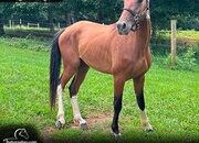 "Scout" Bay Gelding Kentucky Mountain