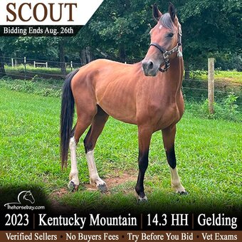 "Scout" Bay Gelding Kentucky Mountain