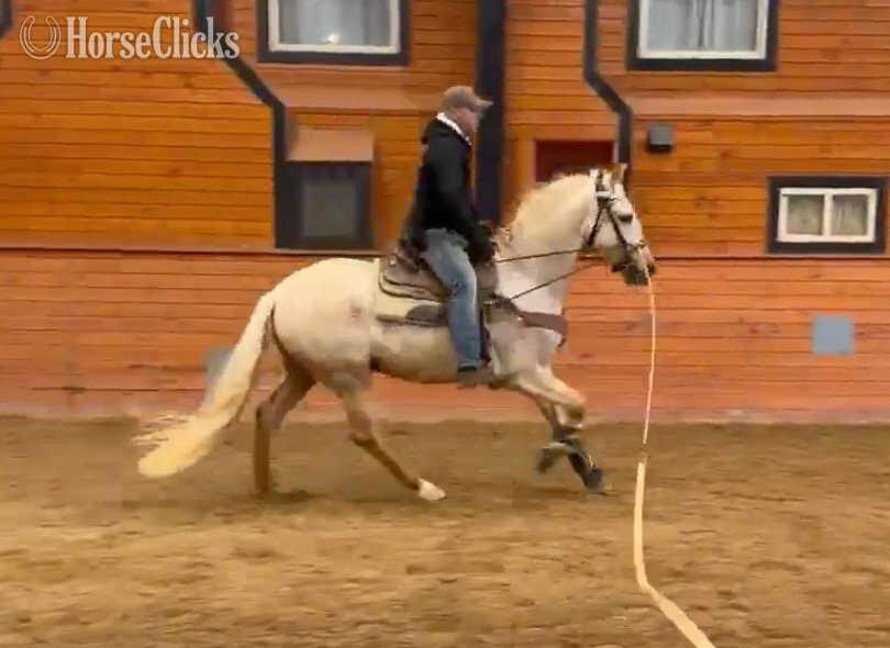 "CENTENARIO" Palomino Gelding Andalusian in Utah