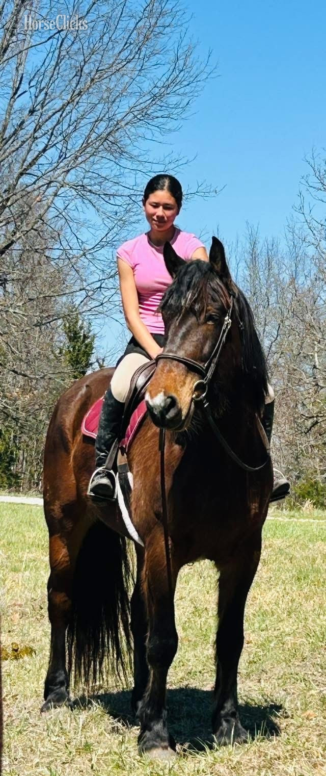 "Furrow" Bay Gelding Draft in Missouri