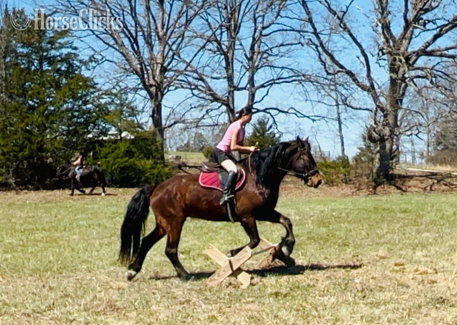 "Furrow" Bay Gelding Draft