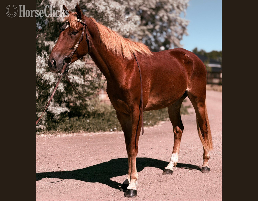 "Kingdom" White Gelding Quarter Horse