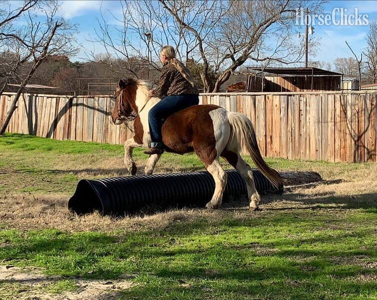 Texas "Country" Tri-Color Gelding Pony