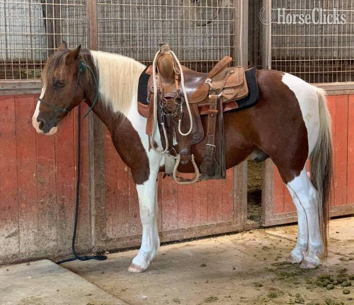 "Country" Tri-Color Gelding Pony in Texas