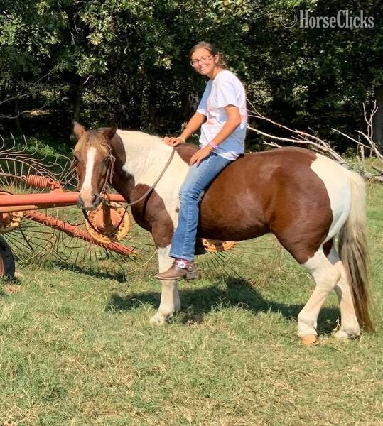 "Country" Tri-Color Gelding Pony - Pony in Texas