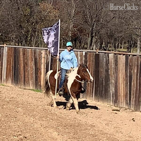 "Country" Tri-Color Gelding Pony - Pony