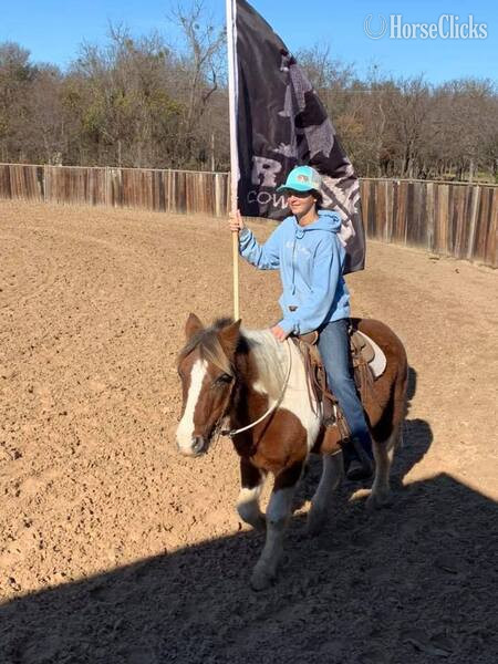 "Country" Tri-Color Gelding Pony Texas