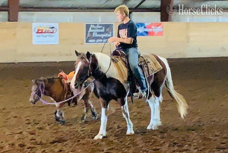 Pony - "Country" Tri-Color Gelding Pony in Texas