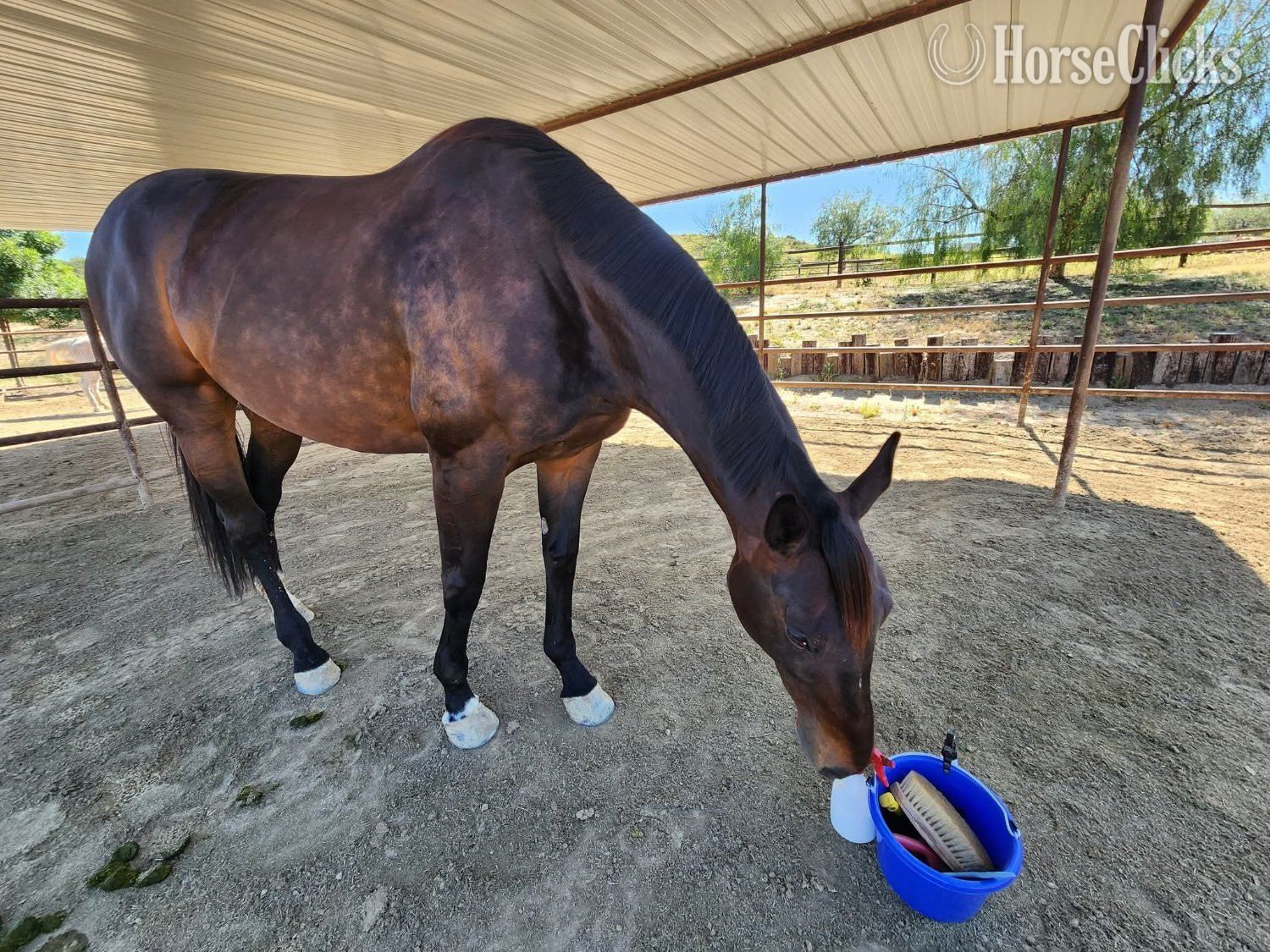 "Flying Pharoah " Bay Mare Thoroughbred in California