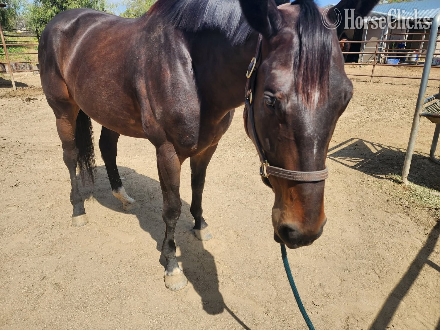 "Flying Pharoah " Bay Mare Thoroughbred