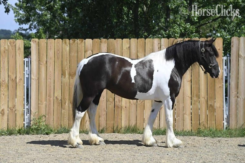 Tabiano 15hh Mare for Lease in Ontario