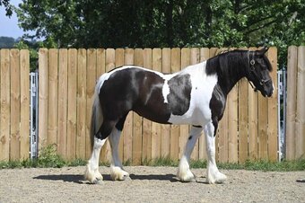 Tabiano 15hh Mare for Lease