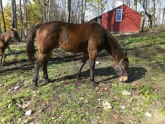 "Bailey" Bay Mare Quarter Horse