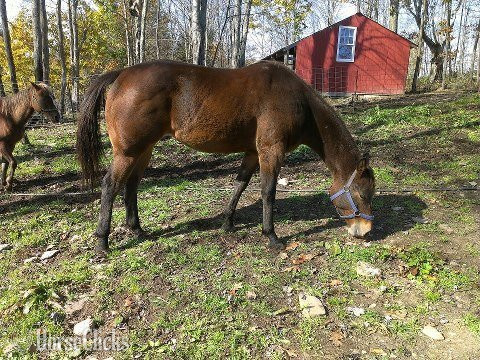 "Bailey" Bay Mare Quarter Horse in New York