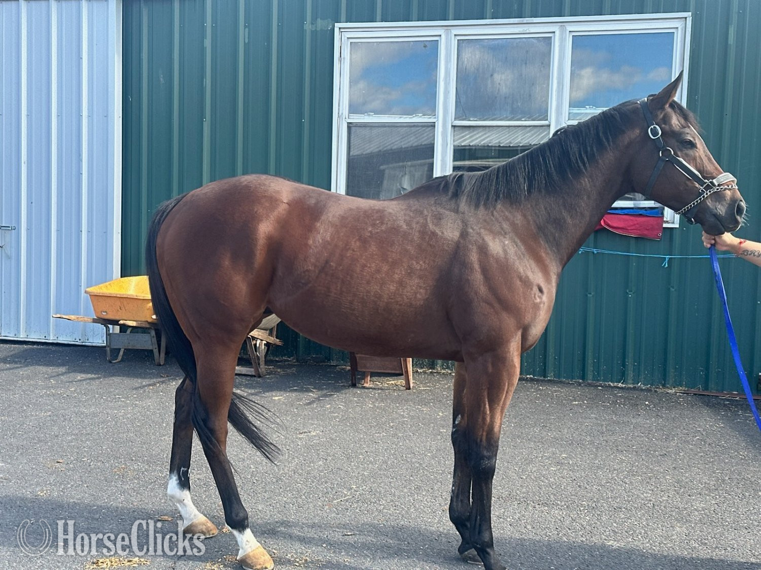 "Ava K's Boy" Bay Gelding Thoroughbred in Pennsylvania