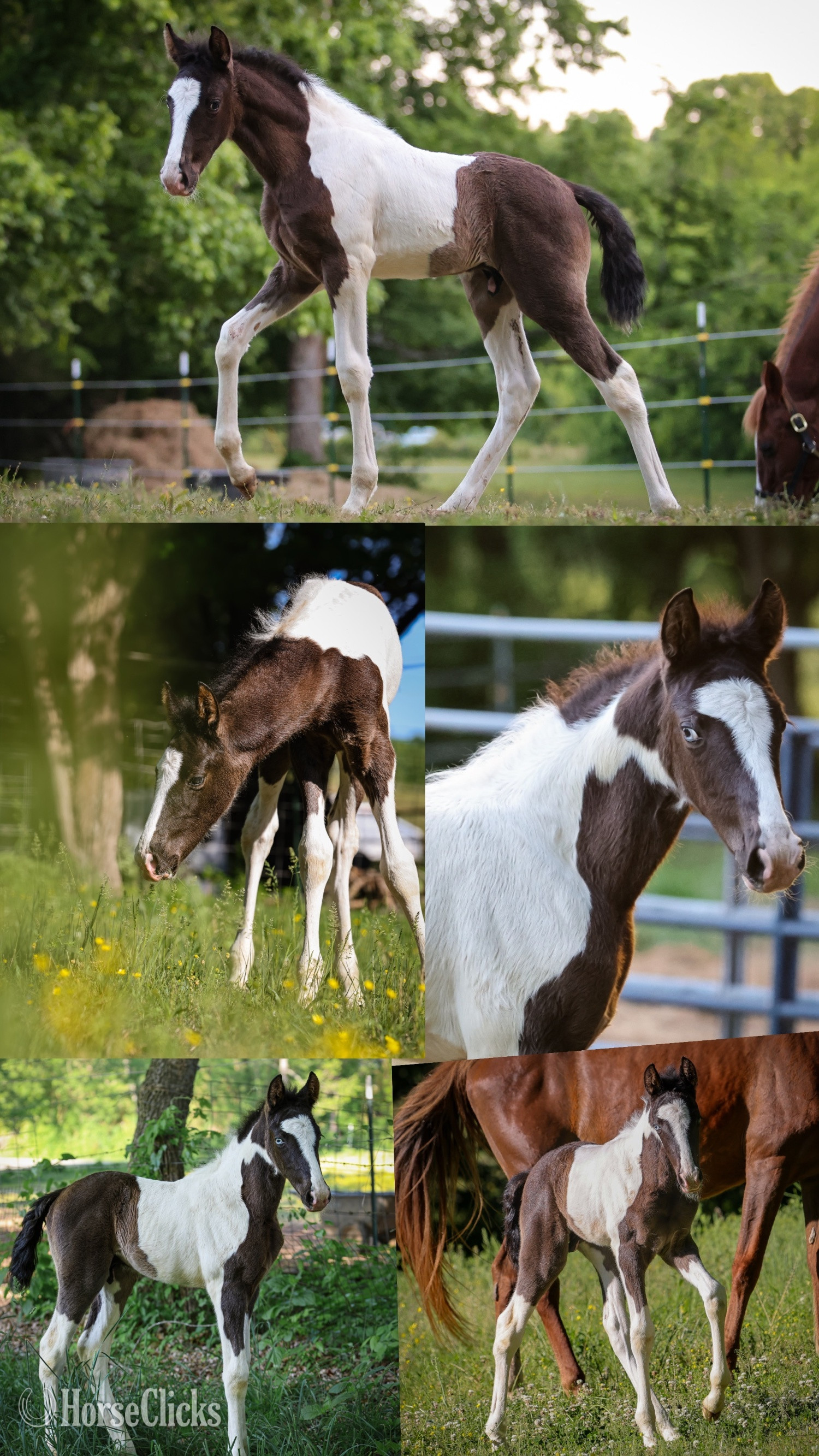 "Meech " Tabiano Colt Tennessee Walker