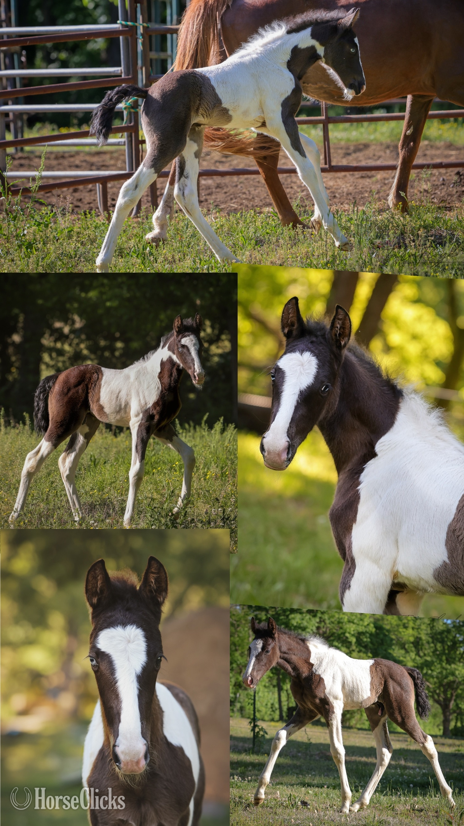 Tennessee "Meech " Tabiano Colt Tennessee Walker