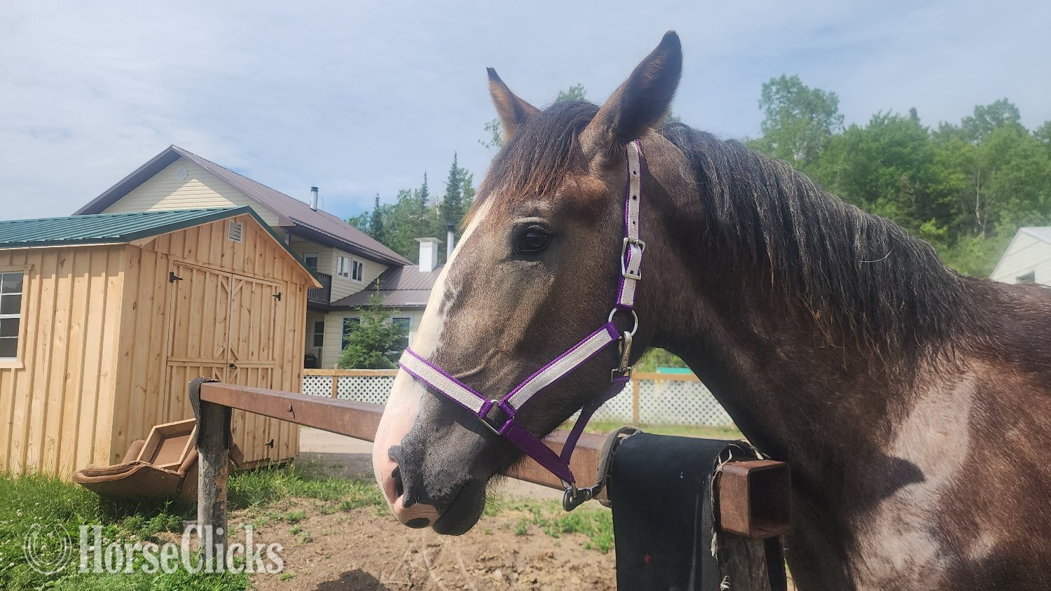 "none" Brown Colt Percheron in Ontario